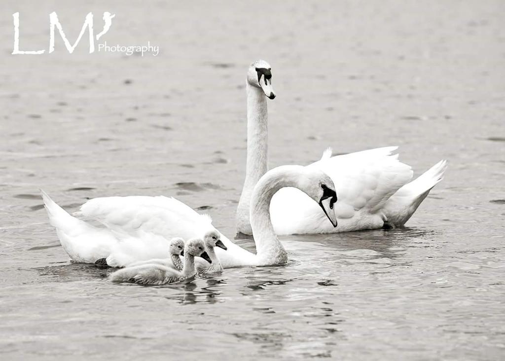 LaraMaskell's tweet photo. #newlife #hatchettpond #newforest #swans http://t.co/NDP0fyYLCd
