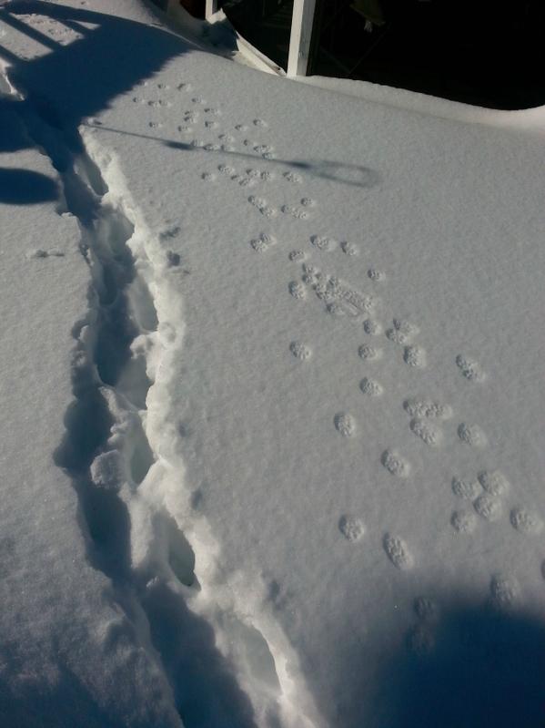 FullCatHouse's tweet photo. Two skinny cats, and a fat one. http://t.co/Ind6CCL9JW