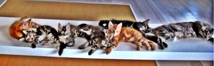 La nostra cucciolata di Maine Coon Cats 😜😍😊 http://t.co/MNaQHCcYFp