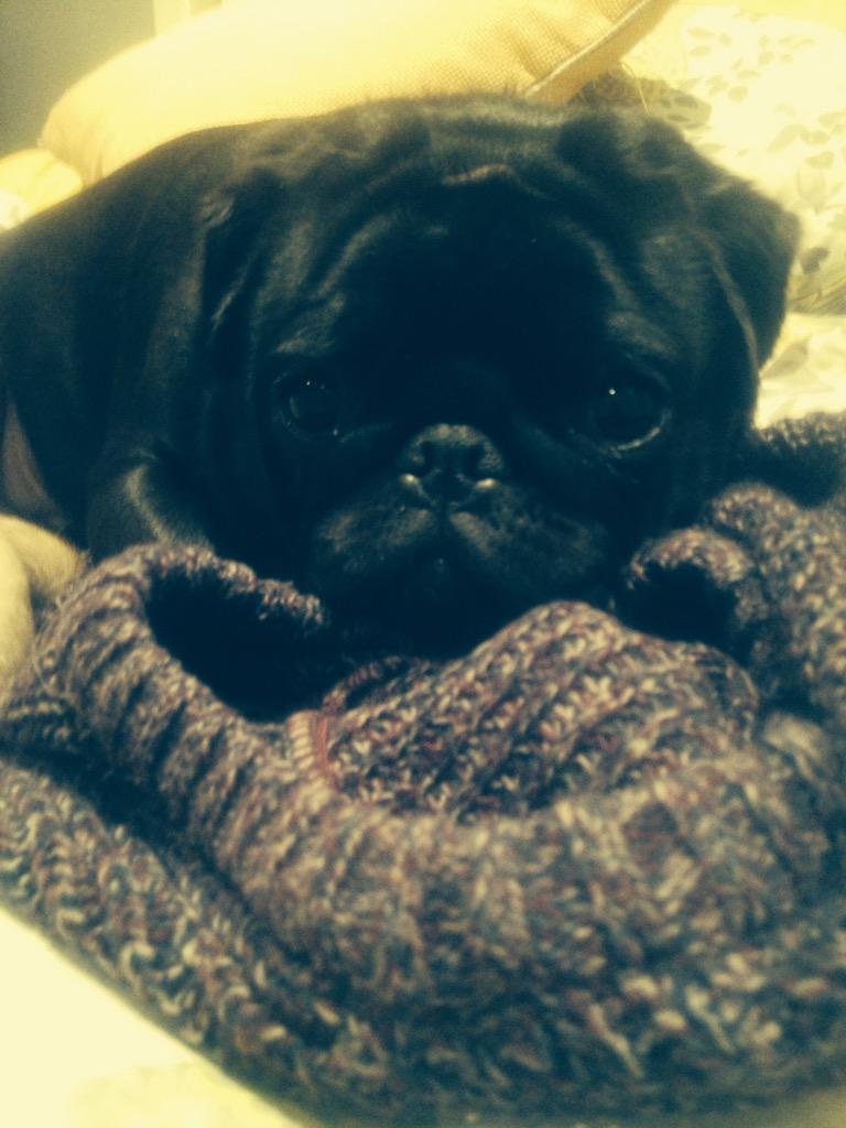 Jumper stealer #cute #pug #PugLifeThugLife