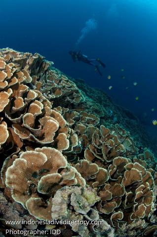 Fukui - Bunaken, Underwater Photography.
