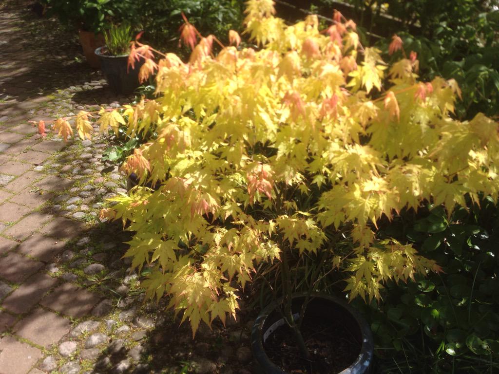 myperpers's tweet photo. Acer Orange Drem i vårskrud på Per Persgården http://t.co/VwBoesTF48