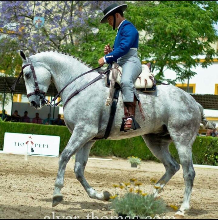 Casa_vidal's tweet photo. Felicitamos a Jonatan Peña Cordero por su octavo puesto en el concurso de #domavaquera de #Jerez  #doma http://t.co/uEclEFbl31