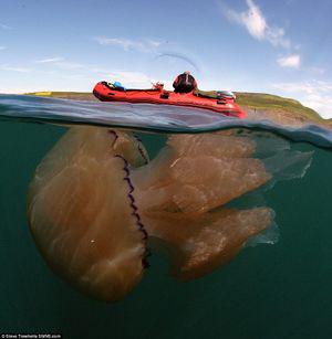 PushBack_US's tweet photo. Record numbers of giant jellyfish are swarming off Dorset coast - http://t.co/tWts4IFoX1 http://t.co/HMlVld5F7f
