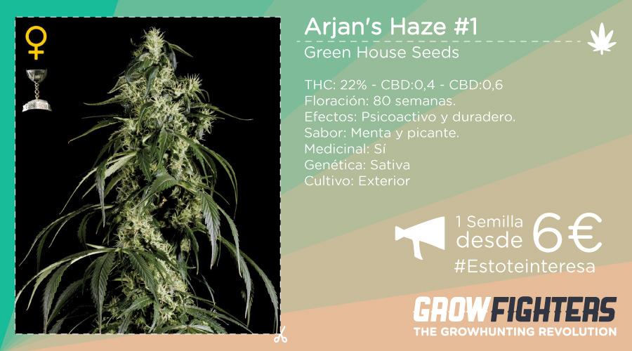 Growfighters's tweet photo. Cogollos como racimos de uvas. Más descriptivo imposible.
#Cannabis #GranHouseSeeds
http://t.co/j4MIaHYkQ8 http://t.co/LoobYJ7uLs
