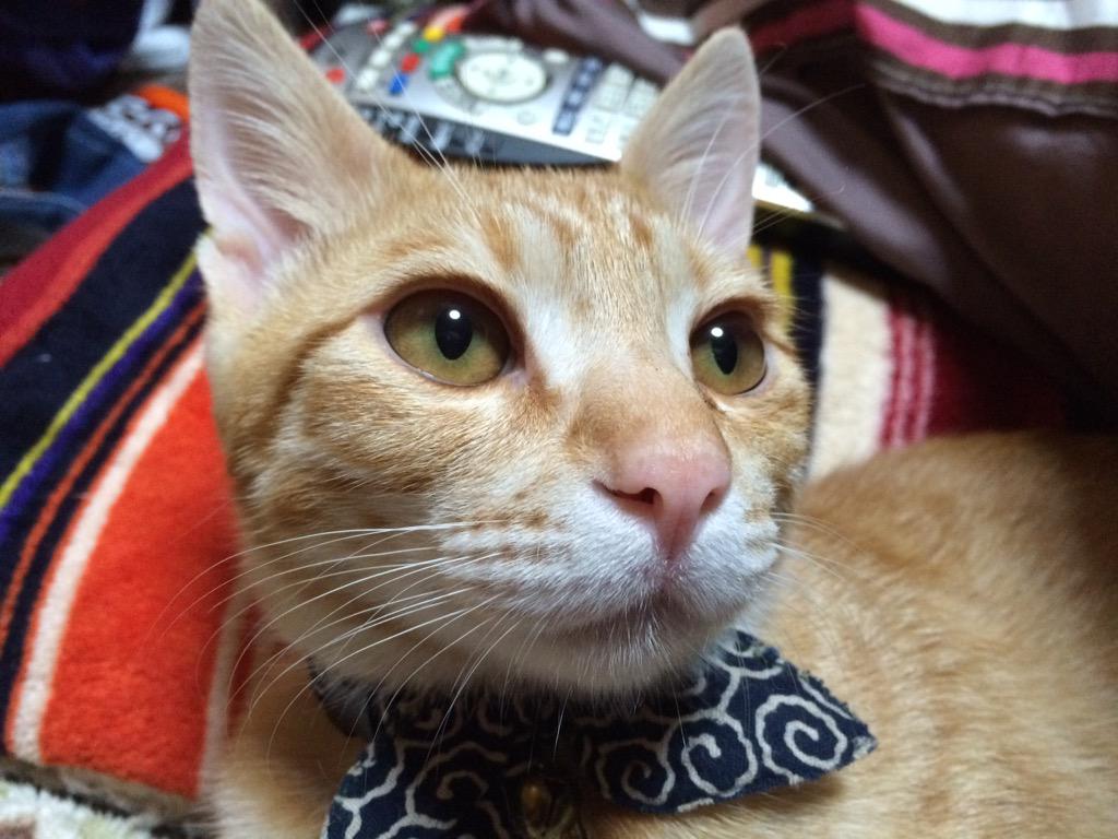 かずちゃん 香川県の五色台で迷子になってます 茶トラ猫口元からお腹にかけて白い毛 で尻尾は真っ直ぐです 首輪有り くすんだ緑色で和柄模様 白い鈴と黒い猫柄のメダル付き メダルの裏に ジッポ と名前を書いてあります Http T Co Ctslhpf4m3 Twitter