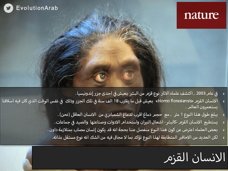EvolutionArab's tweet photo. الإنسان القزم #نظرية_التطور  #تطور_الإنسان http://t.co/ejpI856lta