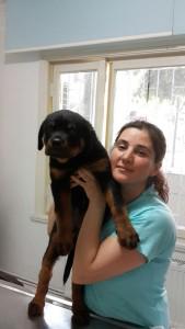 veterinermehtap.com/220/