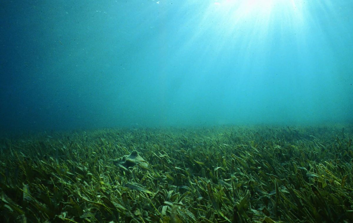 coolmyplanet's tweet photo. Bad condition on the health of marine habitats and continents in the EU http://t.co/lW61saMHzx #NatureAlert http://t.co/exNCTnZKyr