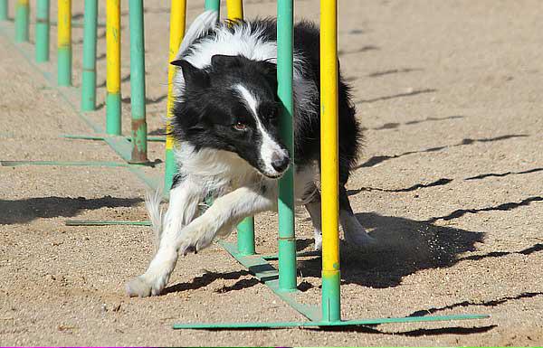 STrinidadZamora's tweet photo. Sabes quién nos visita este viernes 29? #AALOG Valladolid. Exhibición Canina en el Patio del Cole. Loving animals! http://t.co/jpt4bwm2M8
