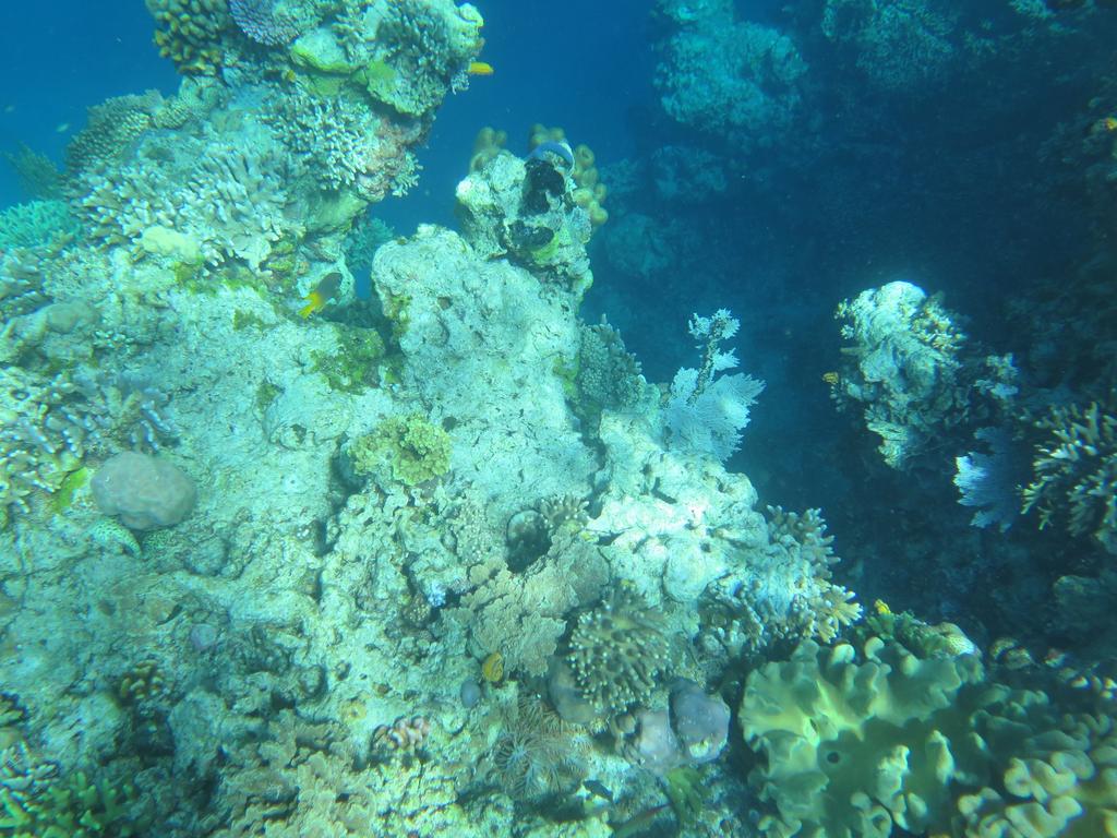 Hoga Dive Resort (@hogaresort) on Twitter photo 