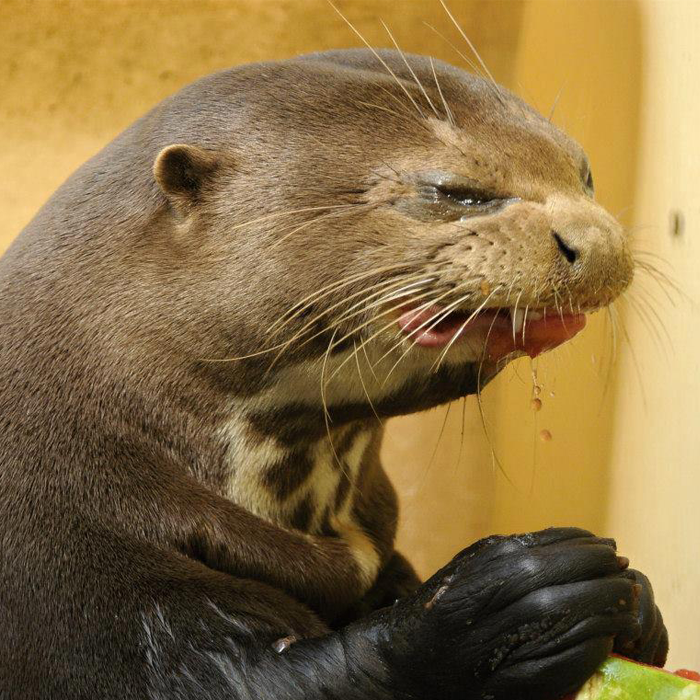 KingFitnessGear's tweet image. Your face when you open that #protein shaker you forgot to wash. #gym #fitfam #fitspo @jasonderulo @menshealthmag