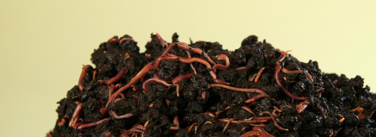 sofiaoraa's tweet image. Cómo hacer té de gusanos siguiendo un fácil vídeo: tedecompost.wordpress.com/2015/05/25/com… #TeDeCompost #Compostaje #TeDeGusanos