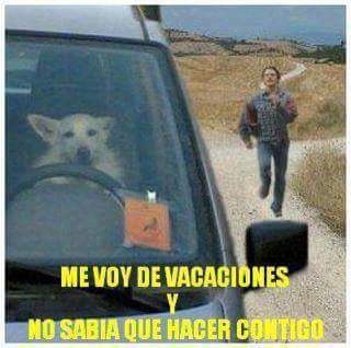 guardiacivil's tweet photo. ¿Imaginas? No es porque sea difícil ver un perro conduciendo, es porque es IMPOSIBLE que él te abandone

#Nolohagas http://t.co/JfK1PhnwXD