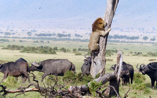 ambkcsingh's tweet photo. “@Telegraph: Lion climbs tree 2escape herd of angry buffalo in Kenya http://t.co/ETcjGz0vnm http://t.co/mKrWBgmDUf”
Wow! Lesson4 polit ldrs.