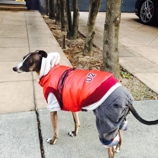 lydiaschiavello's tweet photo. FIGARO'S Couture outfit...🐶 By @hachi_melbourne 
Fashion &amp; accessories for your dog 
ℹ️ info@hachi-melbourne.com.au http://t.co/rmv12fYkE4