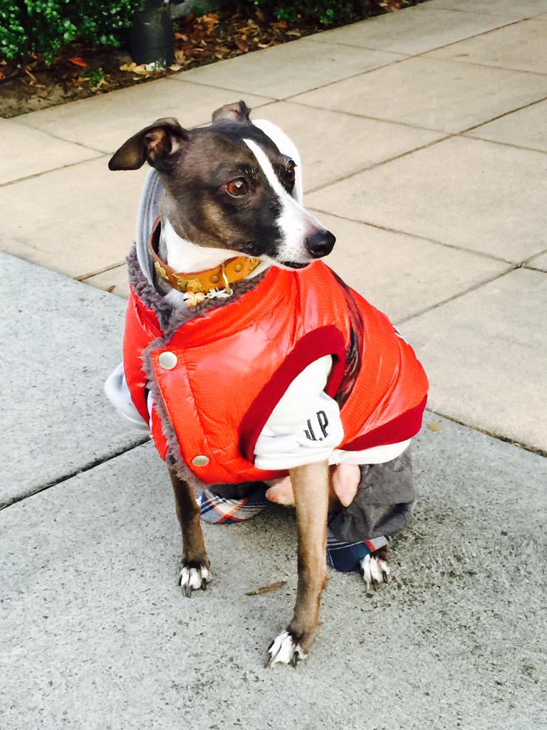 lydiaschiavello's tweet photo. FIGARO'S Couture outfit...🐶 By @hachi_melbourne 
Fashion &amp; accessories for your dog 
ℹ️ info@hachi-melbourne.com.au http://t.co/rmv12fYkE4
