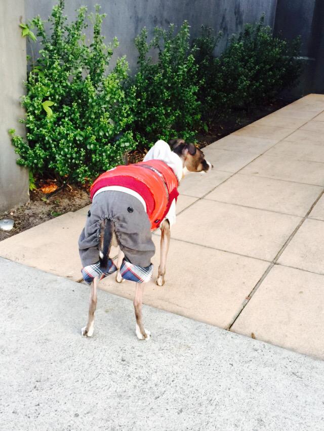 lydiaschiavello's tweet photo. FIGARO'S Couture outfit...🐶 By @hachi_melbourne 
Fashion &amp; accessories for your dog 
ℹ️ info@hachi-melbourne.com.au http://t.co/rmv12fYkE4
