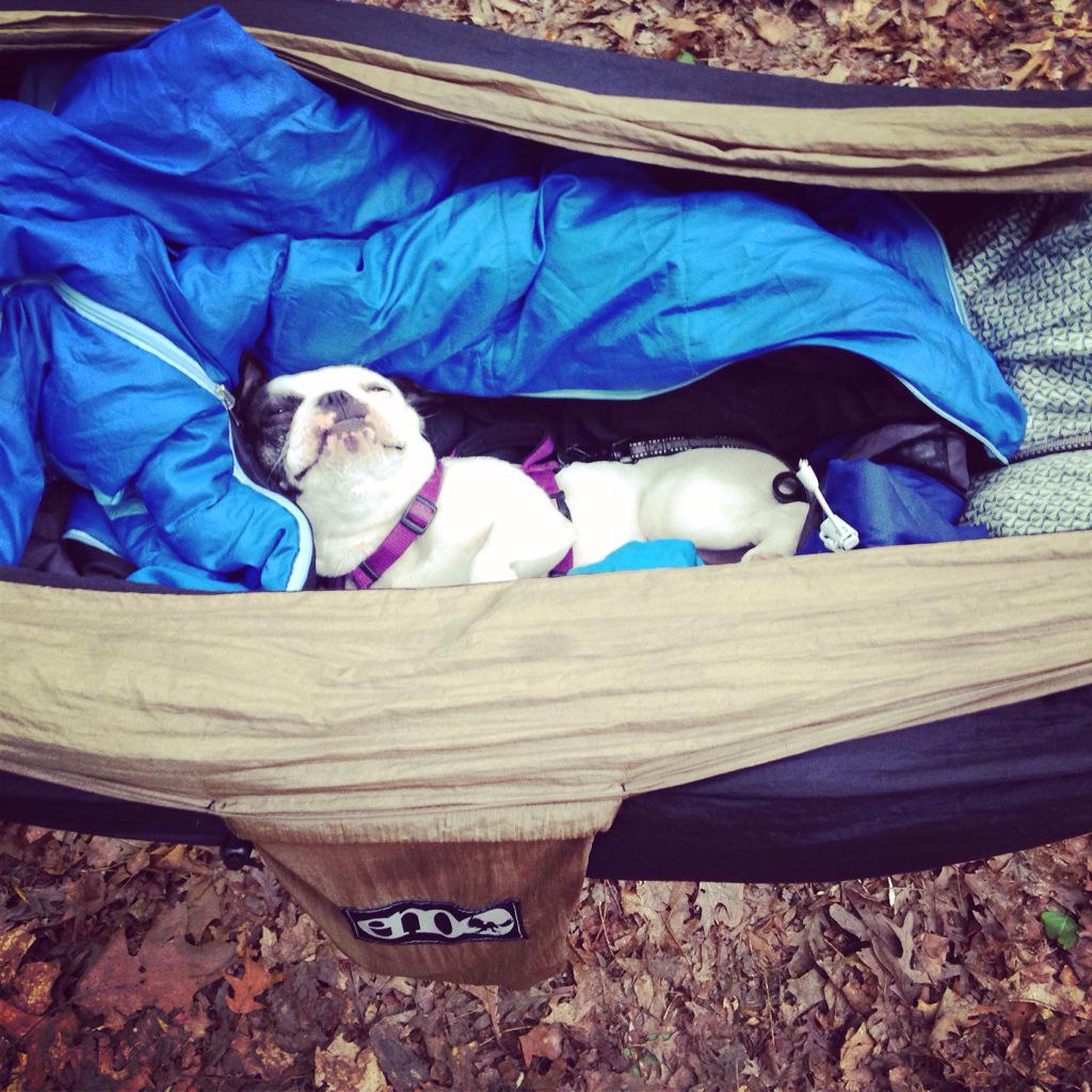 SAVClimbingCoop's tweet photo. Piglet has a favorite climbing activity: @ENOHammocks #enointhewild #frenchieinthewild #cragdog #piglife http://t.co/IH59FGRCtH