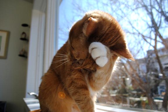 🐾  Me Iz Shy Cat  🐱 ツ 😜