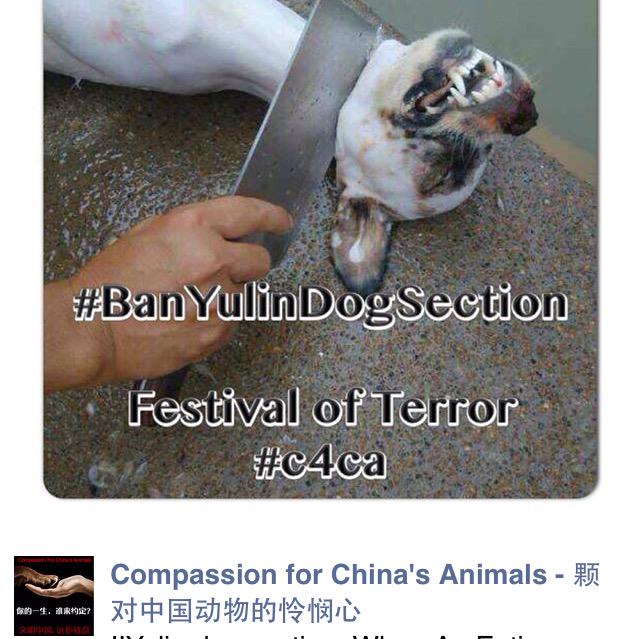 speedy23567's tweet photo. Make awareness #EndYulinFestival -festival of TERROR!! Please sign petition &amp; RT http://t.co/vWARBiOpLp #c4ca http://t.co/l8GTI68R7l