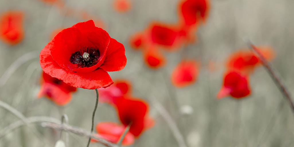 DavidWeekley's tweet photo. With gratitude, we honor those we lost in service on this #MemorialDay. http://t.co/oAL2GYkc9f