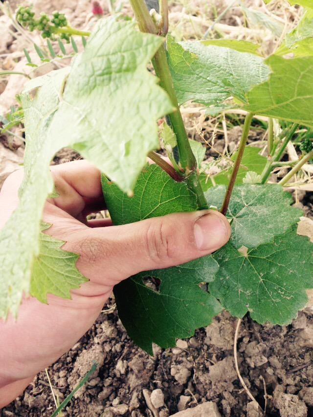JonasDostert's tweet photo. Chardonnay 2016 http://t.co/l7Vt8KAeuu
