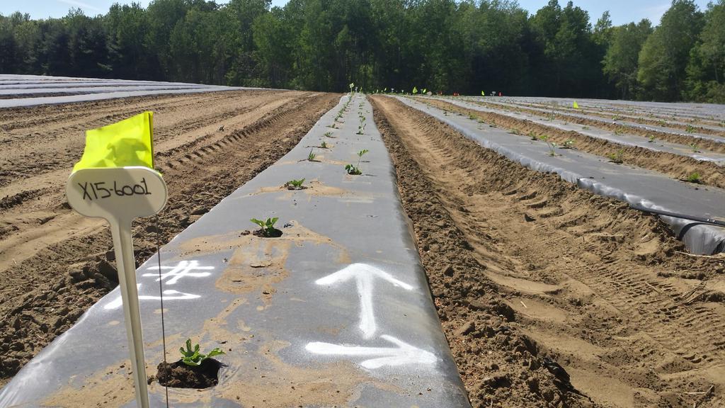 Howe Family Farms (@howefamilyfarms) on Twitter photo 49 varieties of watermelon planted out! #bringonflavor #bringonvariety <a href="/FoodlandOnt/">Foodland Ontario</a> <a href="/BuyLocalFresh/">Buy Local, Buy Fresh</a> @ONVeggies 49 varieties of watermelon planted out! #bringonflavor #bringonvariety <a href="/FoodlandOnt/">Foodland Ontario</a> <a href="/BuyLocalFresh/">Buy Local, Buy Fresh</a> @ONVeggies
