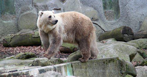 Il existe des hybrides d'ours polaires et de grizzlis. Leur nom? Les grolars (sérieusement)