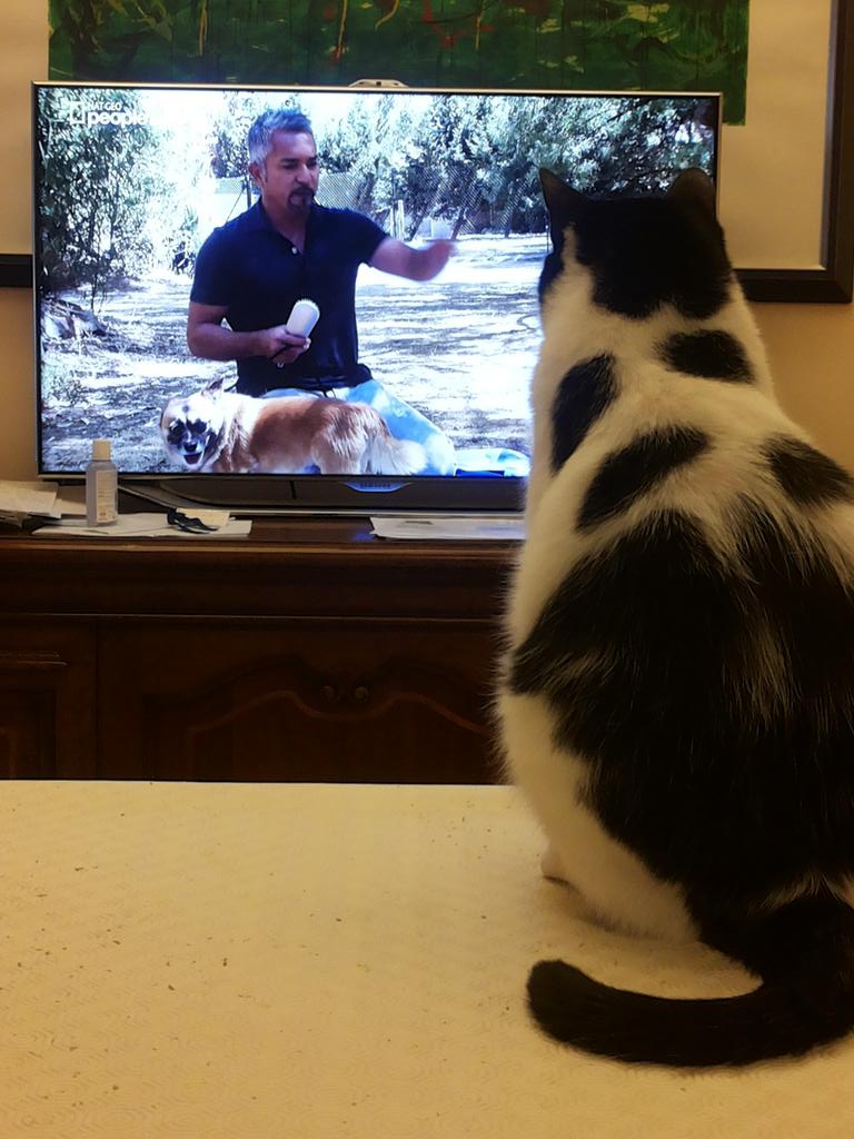 ChiarAcciarini's tweet photo. @cesarmillan my cat wants to improve his skills as a pack leader... should I worry about that? :) http://t.co/fUJGUyODXn