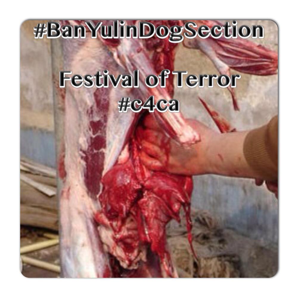 crankycrocodile's tweet photo. Make awareness #EndYulinFestival -festival of TERROR!! Please sign petition &amp; RT http://t.co/v81XkrdvyV #c4ca http://t.co/N6MEQZue4l