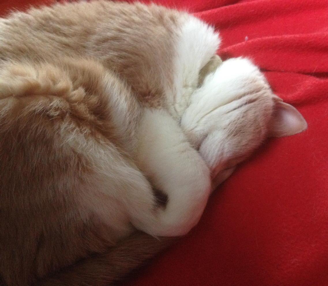 entingfiber's tweet photo. I envy my supervisor this morning. http://t.co/u8YGVuJtJk