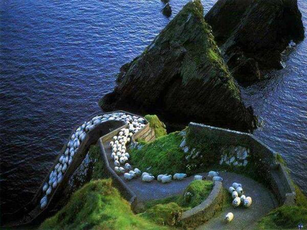 supernaturepics's tweet photo. Sheep Highway in Ireland http://t.co/NtzZ0FHzX8