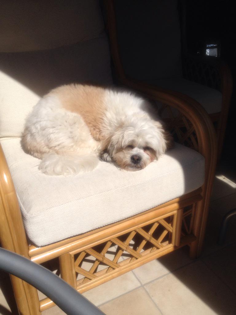 L40SNO's tweet photo. Tia's catching some rays! 🐶☀️🐾
#itsadogslife!! http://t.co/KIS76u0VRg