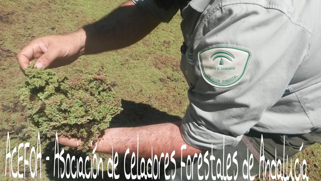 ACEFOA's tweet photo. 1/2 #CCFF realizan seguimiento, detección, cartografía d Spp. #AcuáticasInvasoras #Doñana, #Azollafiliculoides http://t.co/bHLPHfRvNu