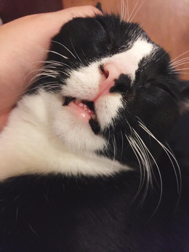 meemsloaf's tweet photo. i love him so muchπ» #sleepyMilo http://t.co/m2wlJSxCZk