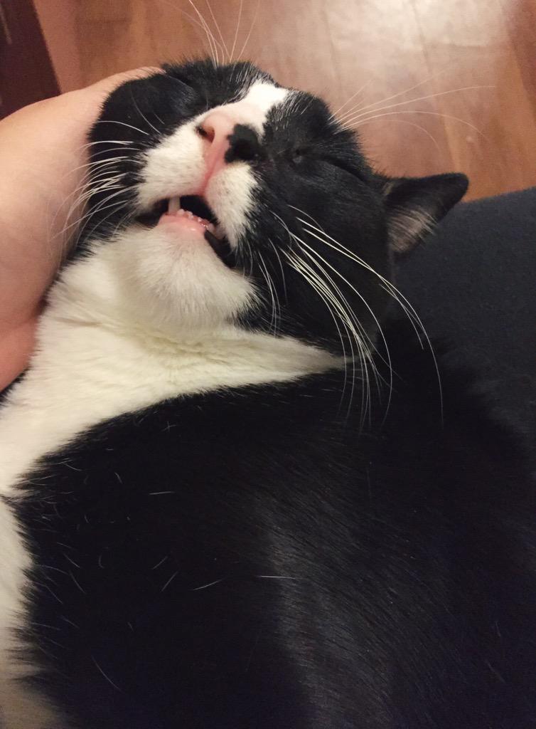 meemsloaf's tweet photo. i love him so muchπ» #sleepyMilo http://t.co/m2wlJSxCZk