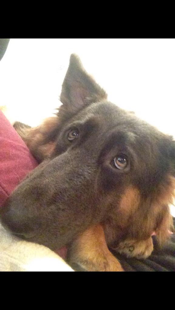 marleyandinca's tweet photo. #incagod #softeyes #dogsoftwitter #gsd #GermanShepard 😍😍 http://t.co/hX6VN8y4er