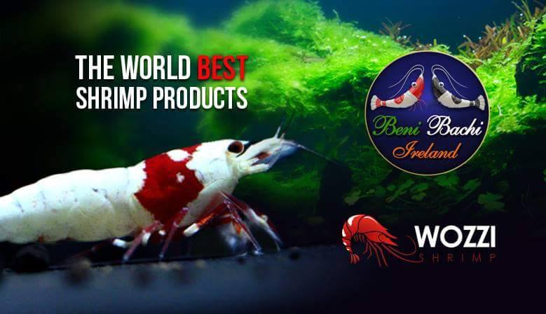 nataquarium's tweet photo. If you are looking for the best stuff for your #shrimps choose #BENIBACHI.
Now in Ireland
http://t.co/WU8NBNkH0h http://t.co/xUFEICxCbF