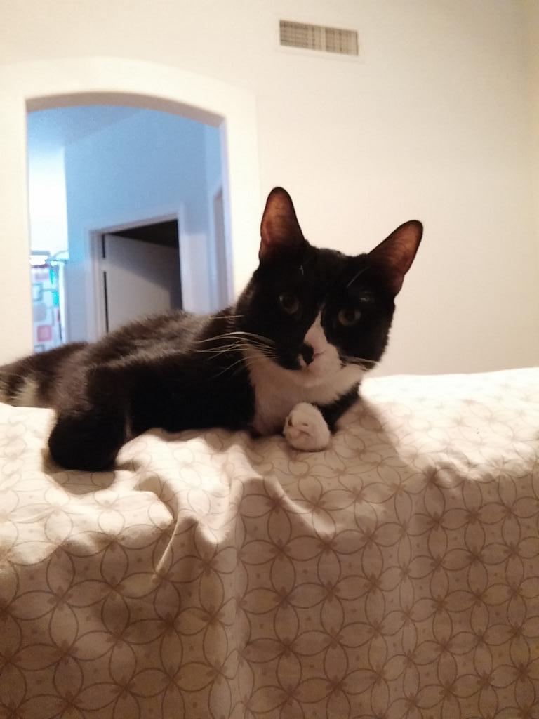 tm151's tweet image. @bodyguard4JandJ OMG! She's so cute-- and looks like my Ty 😊