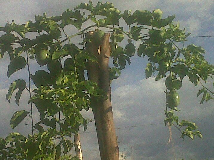 servitorinvest's tweet photo. The moment both public and private sector invest seriously in agriculture, we will build our Kenya http://t.co/GV5TFa6ksi