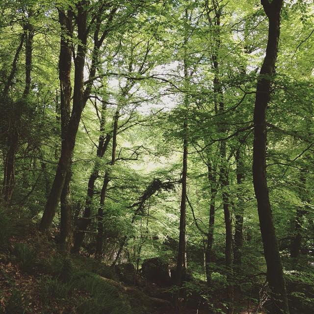 JennaTilveran's tweet photo. #goodmusic #jonnyexistence Kennall Vale gorgeous as always ↟ #MagnaForis #Brand #CampVibes #LetsGoSomewhere #PackAn… http://t.co/hBZMExrvkc