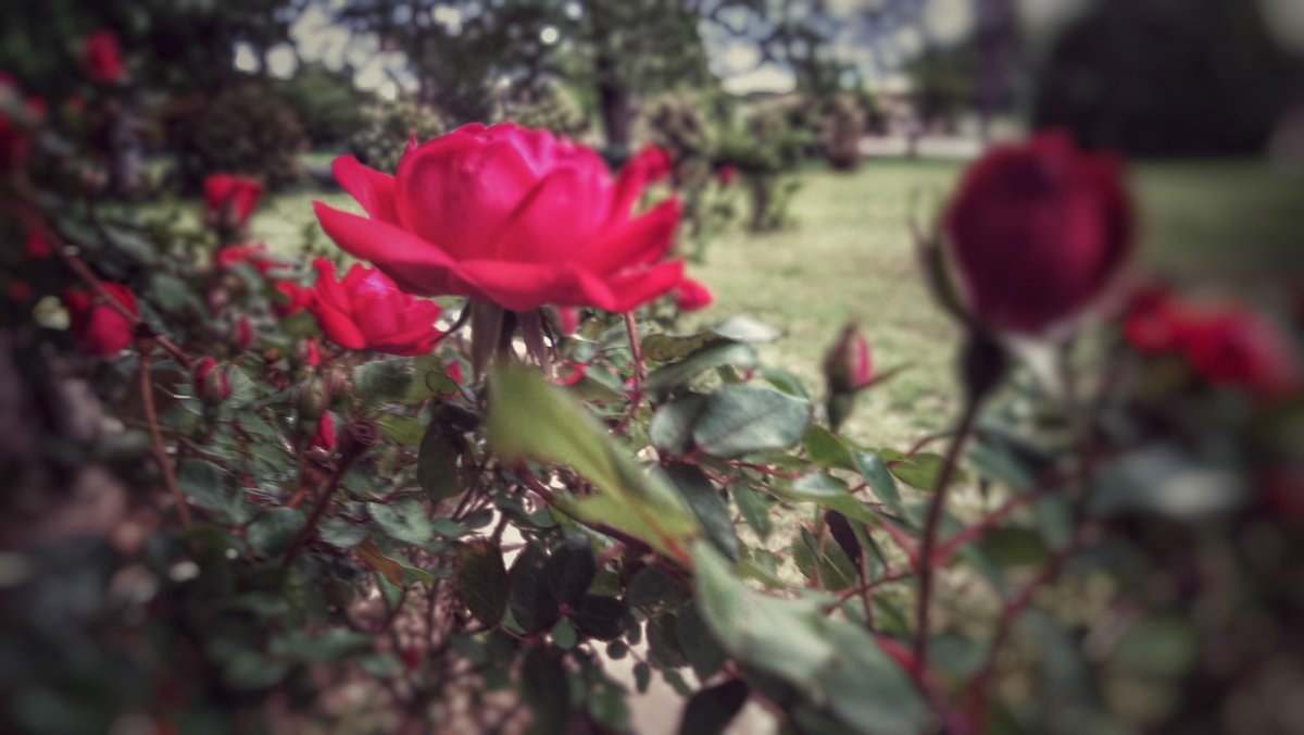 RoyalBeeFarms's tweet photo. Flowers are in full bloom here &amp; our bees love it! #honey #honeybees #bees #flowers http://t.co/9kFCi2yY7X