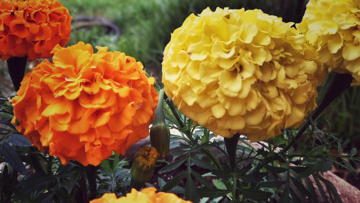 RoyalBeeFarms's tweet photo. Flowers are in full bloom here &amp; our bees love it! #honey #honeybees #bees #flowers http://t.co/9kFCi2yY7X