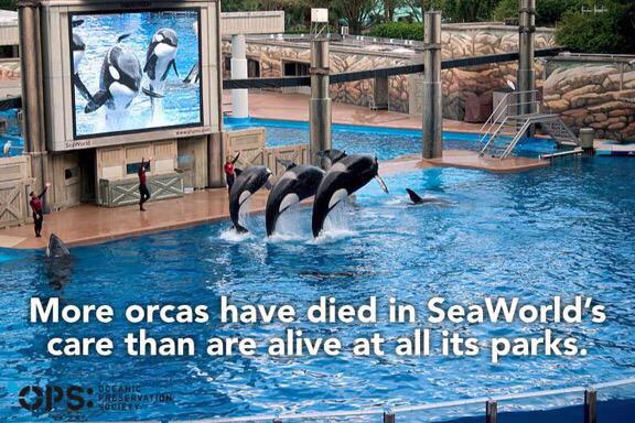 The Orca Project tweet media