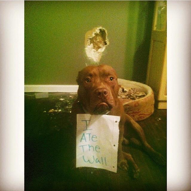 melissa_hofmann's tweet photo. @pathofmann8 spiteful a f , after I went on vacation and left him for a week #beverforget http://t.co/C7U1u95VC0