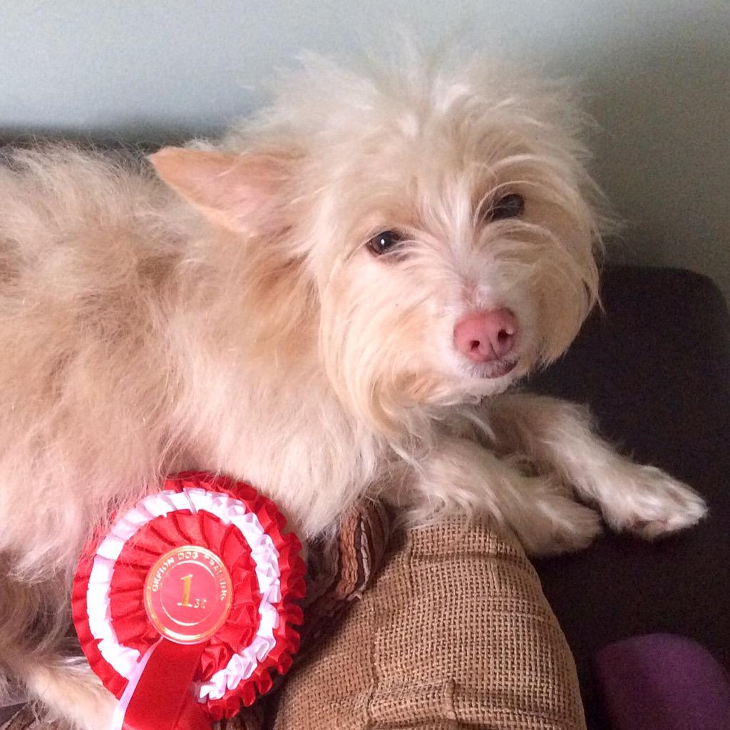 4Podencos's tweet photo. Little Miss Tilly got a 1st place at the dog show today 😊🐾🐶 @PodencoFriends http://t.co/txj67etu5Q