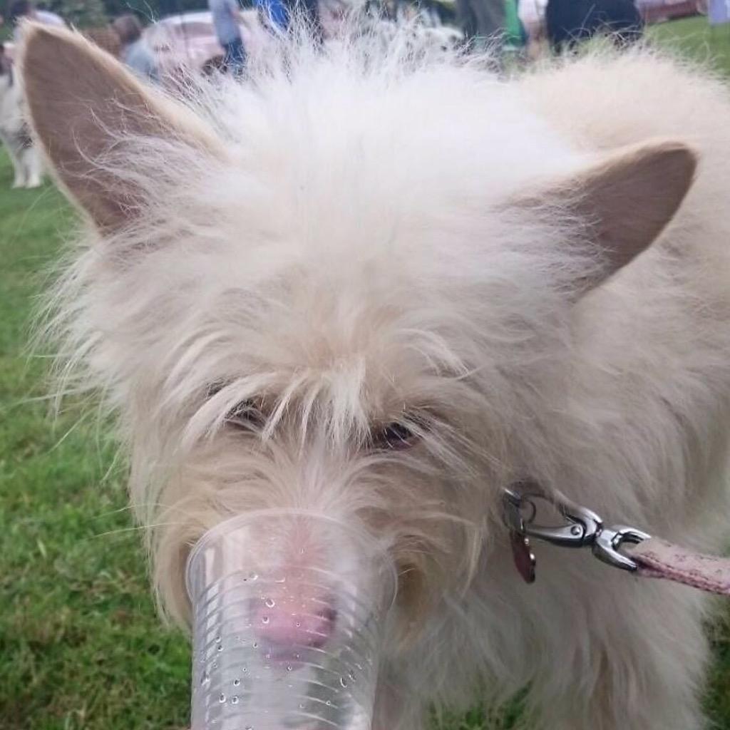 4Podencos's tweet photo. Little Miss Tilly got a 1st place at the dog show today 😊🐾🐶 @PodencoFriends http://t.co/txj67etu5Q