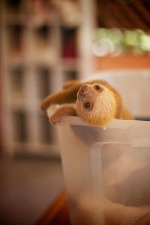 Ariana_RR_'s tweet photo. "@NatuPictures: Perezoso de pequeño :) http://t.co/neVR5vBPSR"