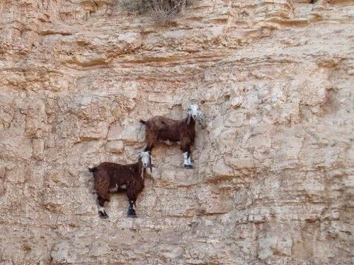 dailygoats's tweet photo. anti gravity http://t.co/69PsKB1pZC